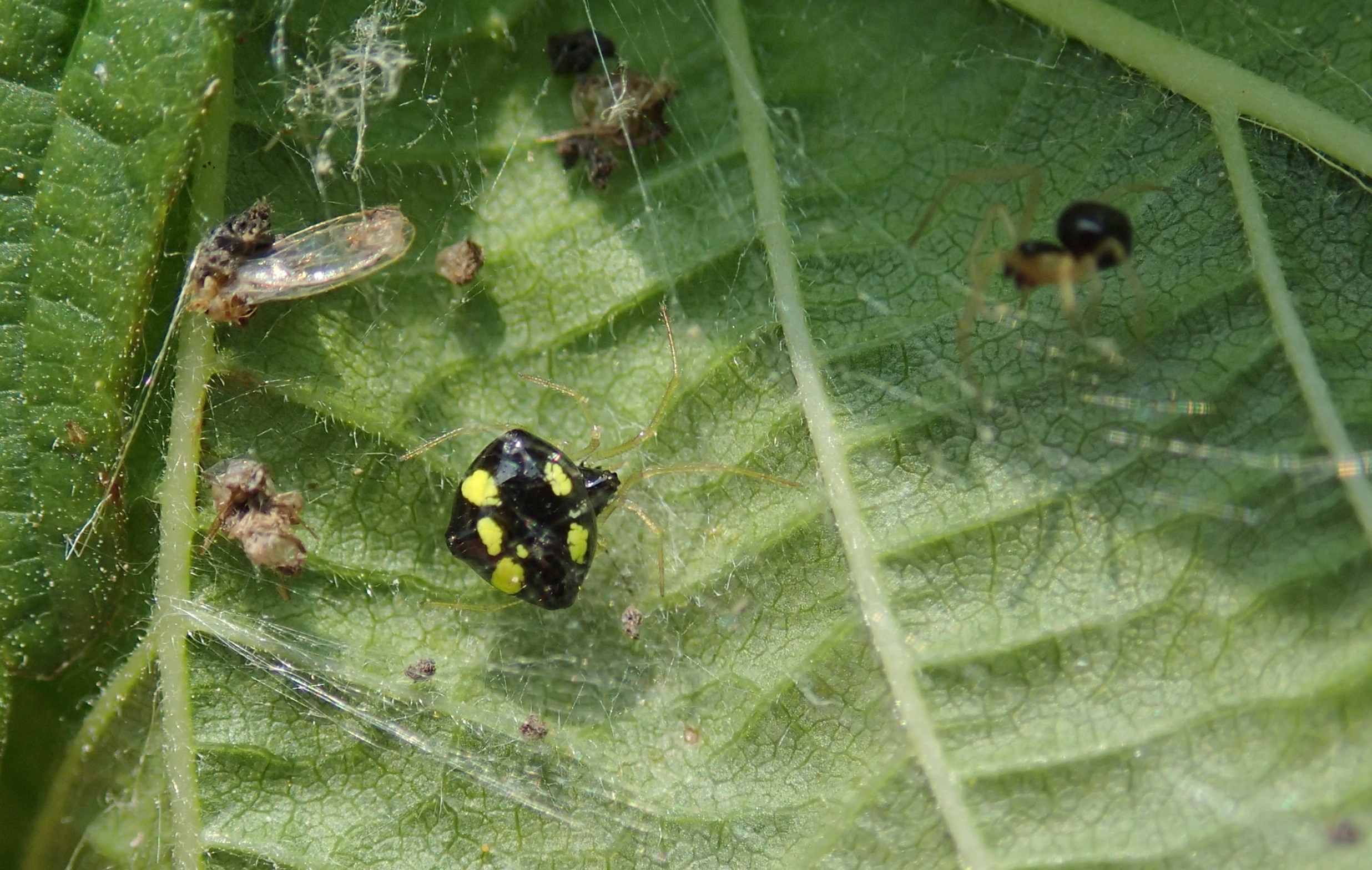 Theridula gonygaster maschio e femmina - Lughignano (TV)